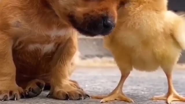 Videos