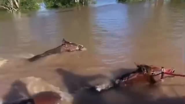 19 March Dave Oneegs Boat chat NSW floods saving Horses.