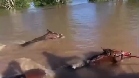 19 March Dave Oneegs Boat chat NSW floods saving Horses.