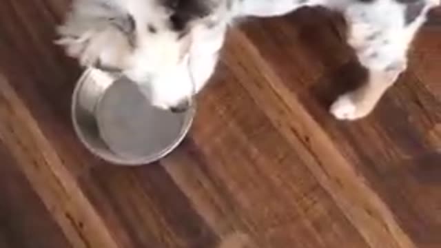 Cute Adorable Puppies Fighting Over Bowl