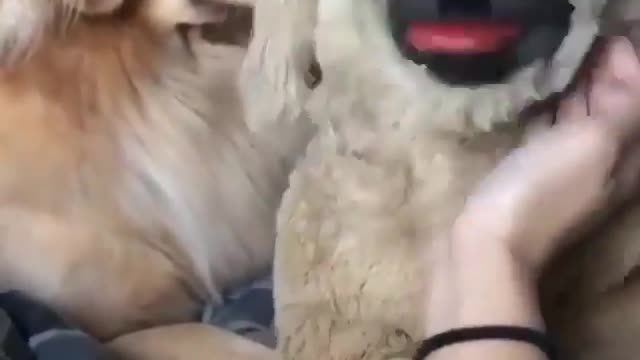 Golden Retriever Dog Gets Jealous Of Stuffed Dog