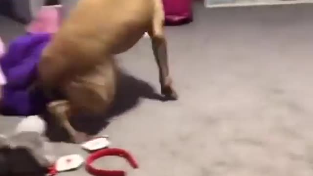 The Meth Dog!