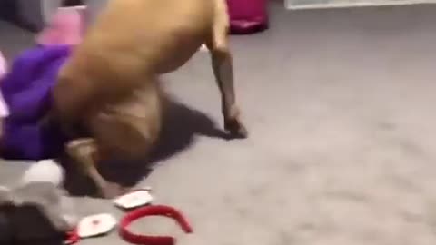 The Meth Dog!