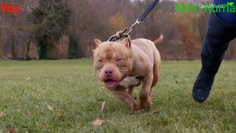 American bully