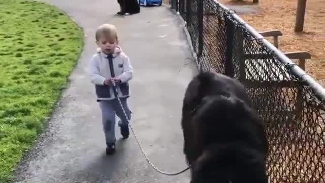 Funny Dog Videos 2021 It's time to LAUGH with Dog's life243