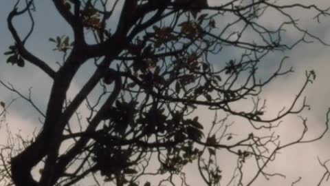Dry tree on top of a rocky mountain