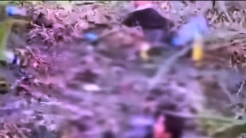 Graphic TX Mexico border 12/31/23 Eagle Pass Texas Illegal border crossers drown in quicksand