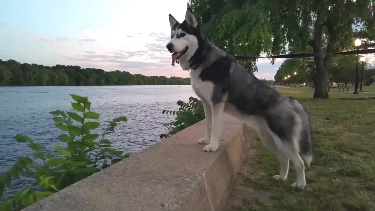 Siberian Husky extremadamente fascinado por una carrera de jet ski