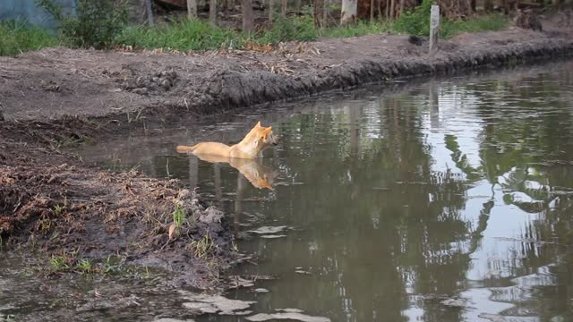 Dog Relaxing in Fish Pond