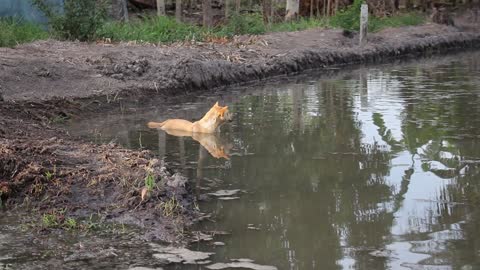 Dog Relaxing in Fish Pond