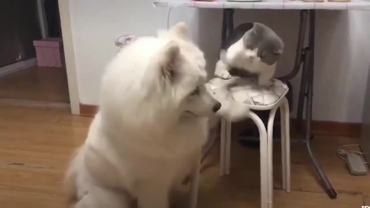 fight with cat & dog so funny time cute animal fighting control your laugh