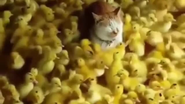 Cat Got stuck among baby ducks