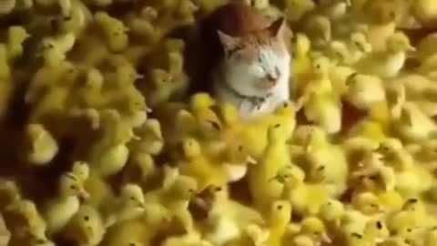 Cat Got stuck among baby ducks