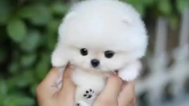 Cute dog very cute dog little puppy