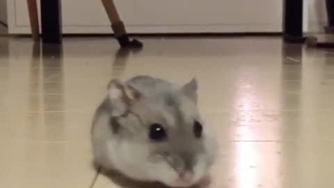 mouse walking in a straight line