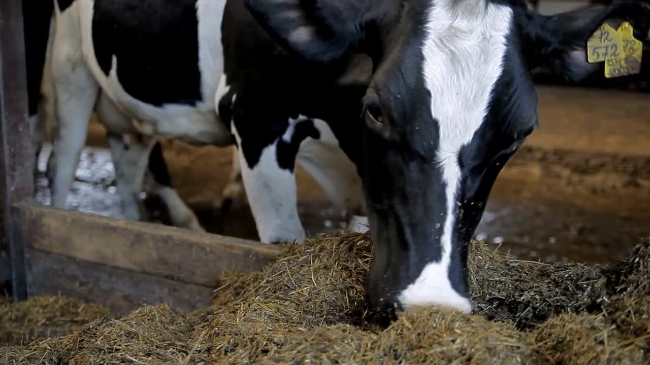 A cow is eating hay