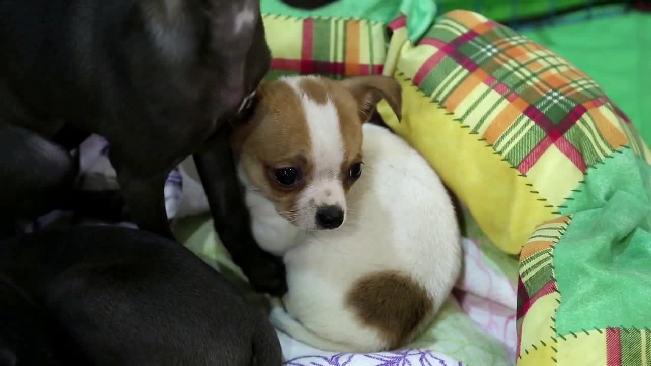 Little dogs on the sofa. Toy terrier