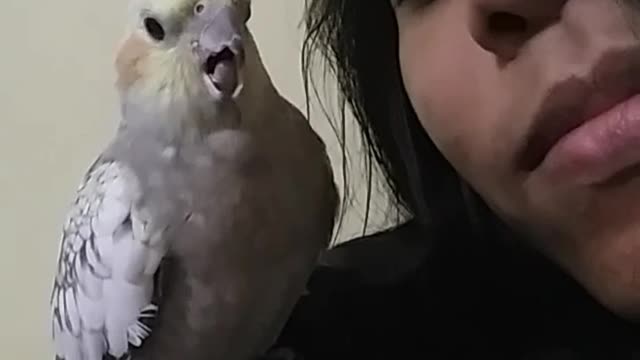 Imitating hooman