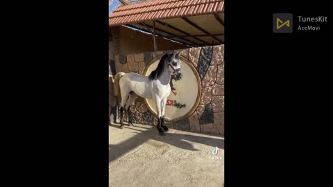 The Most Beautifull Arabian Horse