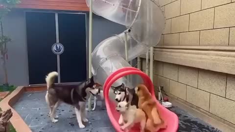 The Ultimate Puppy Playground-We Need to Install One of These into My Backyard-Dog Training Tools