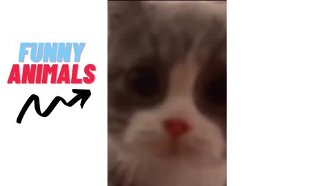 Funny animal 8
