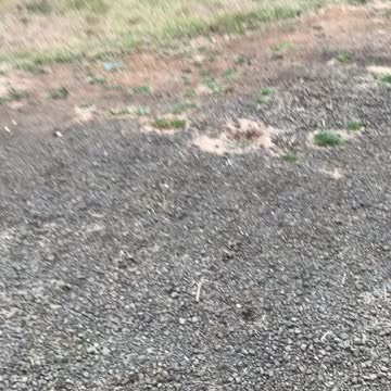 Cows love to eat apples!