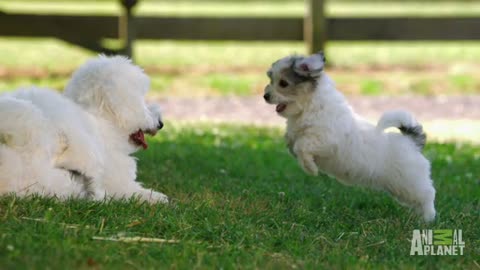 Slow Motion Puppies | Too Cute!