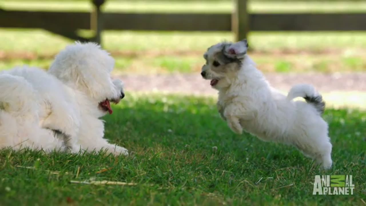 Slow Motion Puppies | Too Cute!