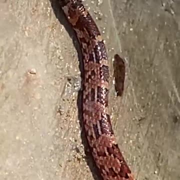 Serpientes Yucatecas