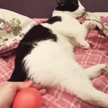 o gato enche uma bexiga com peido manjob