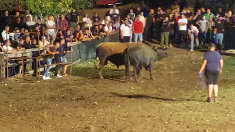 Garonja od Tubića vs Rim Tim Tagi Dim od Kokana