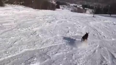 Snow Doggo