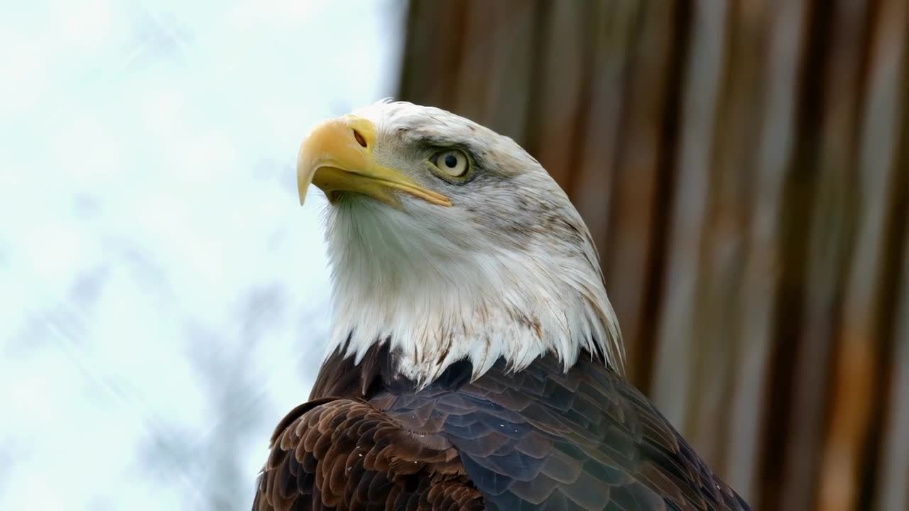 bald and predatory eagle