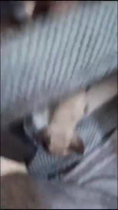 8.Cats and dogs _ cats meowing _ cats funny videos #shorts