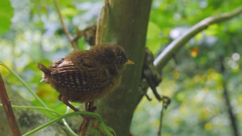 Staling Chick on a Tree