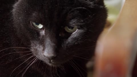 /close-up-footage-of-a-black-cat