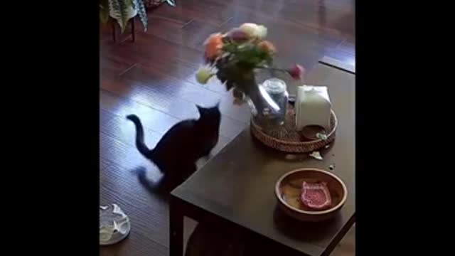 Laugh out loud Funny animal Fails Make You Can't help but laugh 😁 - Funniest animals ever #1