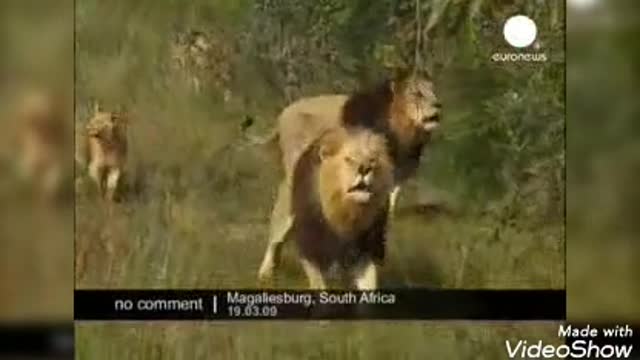 A lion breeder is a man who plays with lions