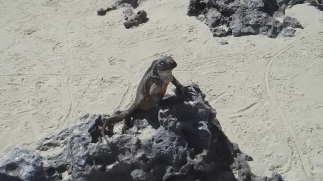 Iguana Beach