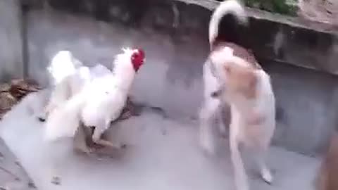 dog and rooster