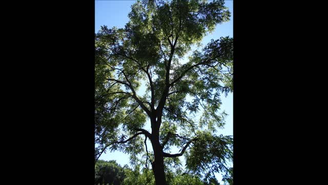 Song of the Green Ash Tree on Isle on Lyman Lake July 2019