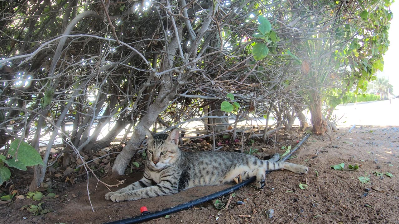 ED SHEERAN & MICHAEL JACKSON - Homeless cats in Ras Al Khaimah, UAE #cat #EdSheeran #MichaelJackson