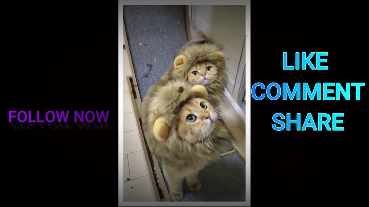 Little Cute Lion, Cats Funny