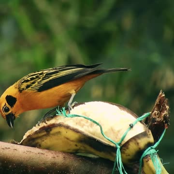 Fresh Food ll Epic Fail ll