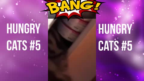 Hungry cats #5