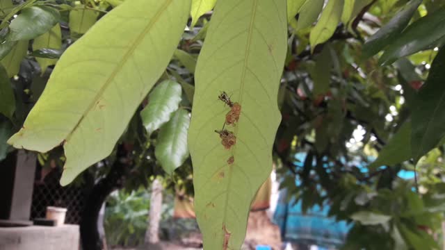 How to make black hornet home design