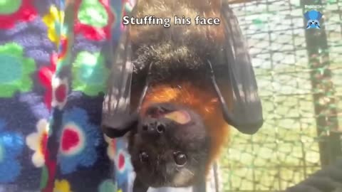 Rescuing & caring for baby flying-foxes Plenty O'Toole & Irish Eyes