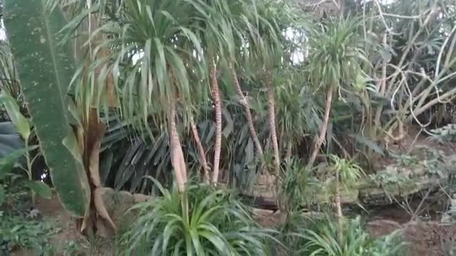 Tropical rainforest plants, I planted in the back garden