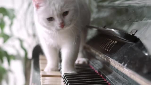 Cat creates a amazing 😍 piano lyrics