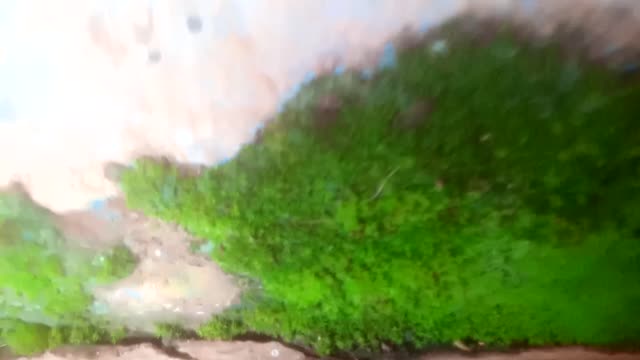 Biology & Algae & where it can be found!